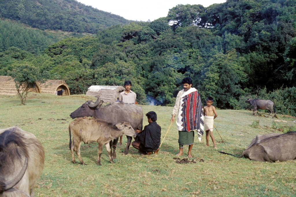 Dairyman-priest milking sacred buffaloes at Nhyoollnn